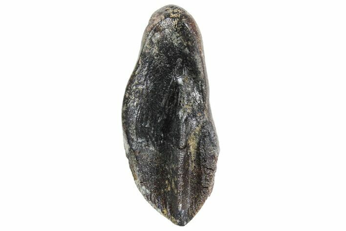 Unworn Triceratops Tooth - Wyoming #356953